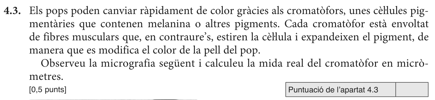 Enunciat · Apartat 4.3, part 1