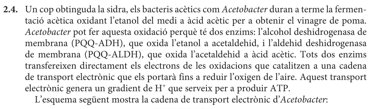 Enunciat · Apartat 2.4, part 1